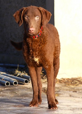 Чесапик-бей-ретривер